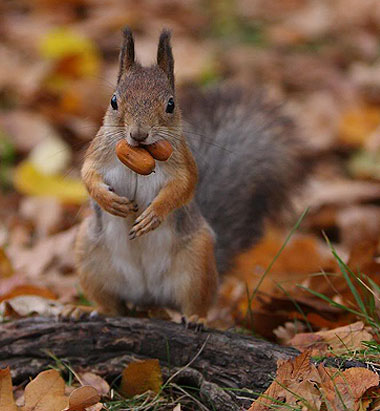 Squirrel