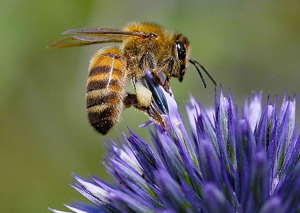 Bee Pollinator and Honey Hive Walk at the Willows on August 6, 2023 at 4:00pm