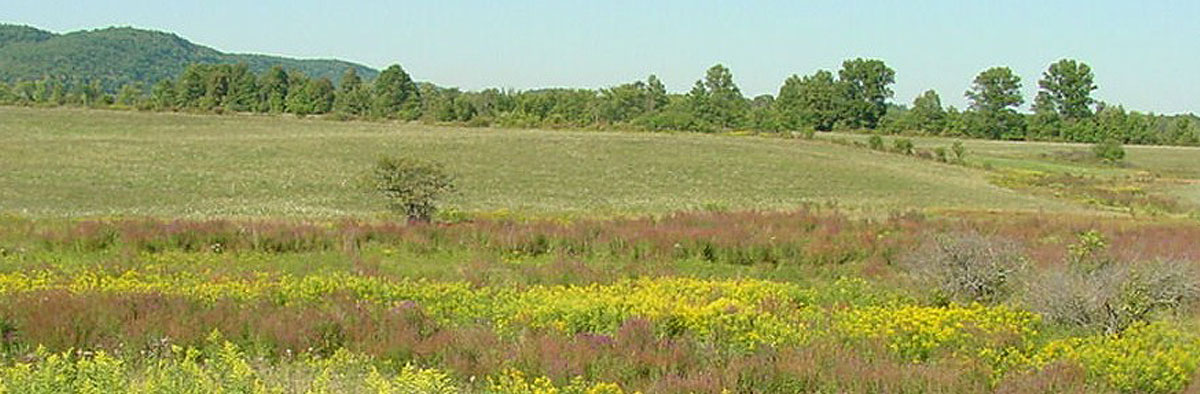 PDF) Drastic decline of extensive grassland species in Central