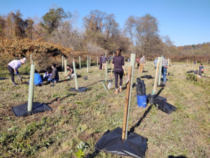 Volunteers planting trees